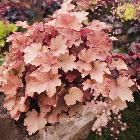 Amber Powlett Flowering Shrubs For Shade Deer Resistant 100 Best