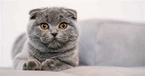 Scottish Fold Cat Breed Complete Guide A Z Animals