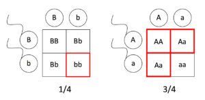 The important thing with dihybrid crosses is that they show that the. Pedigrees and Punnett Squares - Principles of Biology