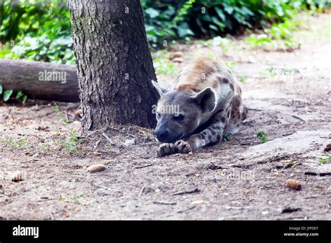 Hyena Lies Next To The Tree And Rests Stock Photo Alamy