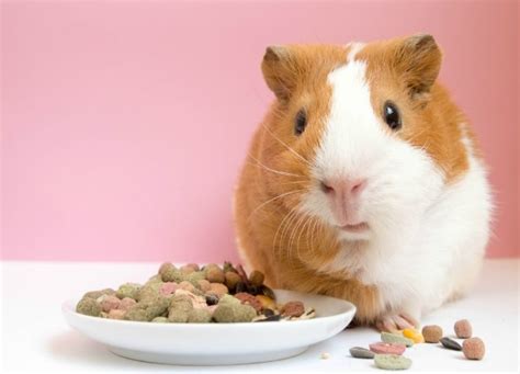 Top 10 Best Guinea Pig Food Guide And Reviews 2022 My Life Pets