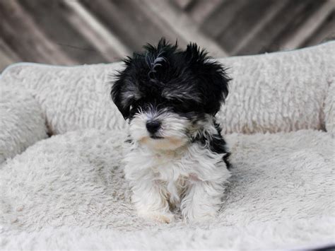 Serving the fort myers, cape coral and naples area as well as the rest of florida as a havanese breeder. Visit our Havanese puppies for sale near Waukesha Wisconsin