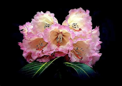 toni abdnour photograph blushing rhododendron by toni abdnour hdr photography floral