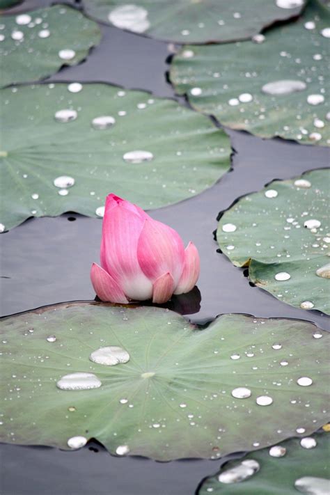 Free Images Water Grass Blossom Plant Petal Reflection Color