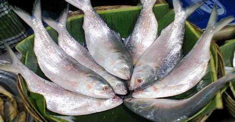 Hilsa Ilisha The National Fish And Silver Pride Of Bangladesh