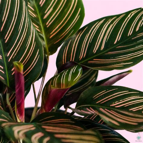 Calathea Ornata Pinstripe Plant