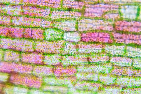 Plant Cell Under The Microscope View Stock Photo Image Of Chloroplast