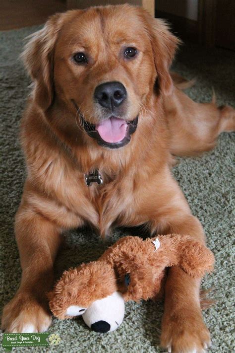 Stud Dog - Purebred Golden Retriever- Stud - Breed Your Dog