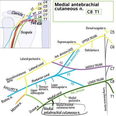 Medial Antebrachial Cutaneous Nerve Gross Anatomy Flashcards Ditki