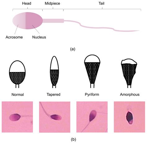 Applied Sciences | Free Full-Text | Automatic Microscopy Analysis with