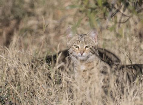 Australia The Controversial Plan To Kill 2 Million Feral