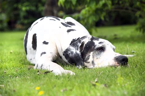 Low Energy Dog Breeds You Can Be Lazy With Simplemost