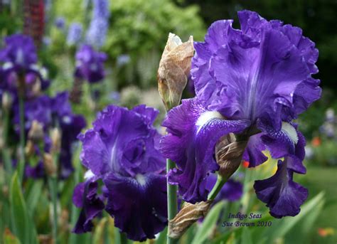 Plantfiles Pictures Tall Bearded Iris Indigo Seas Iris By Joan