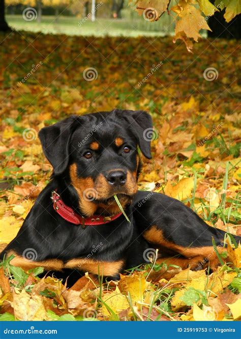 Rottweiler Pup Lying On The Ground In Forest Stock Image Image Of