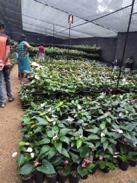 Find here details of companies selling plant nursery, for your purchase requirements. Best Plant Nurseries in Haldwani • India Gardening
