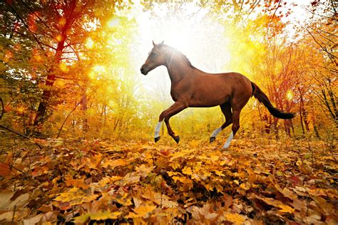 Beautiful Autumn Horses Wallpapers Wallpaper Cave