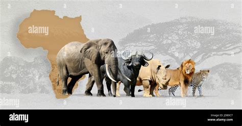 Big Five Africa Lion Elephant Leopard Buffalo And Rhinoceros Stock