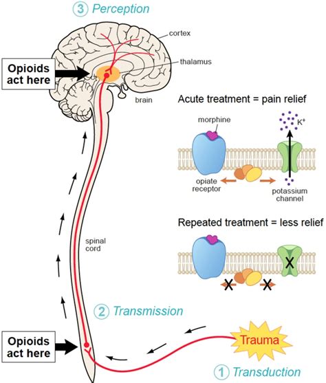 Opioids Rewire The Brain Ohsu Scientist Says Oregonlive Com