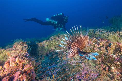 Nc Aquariums Declare Open Season On Lionfish Wunc