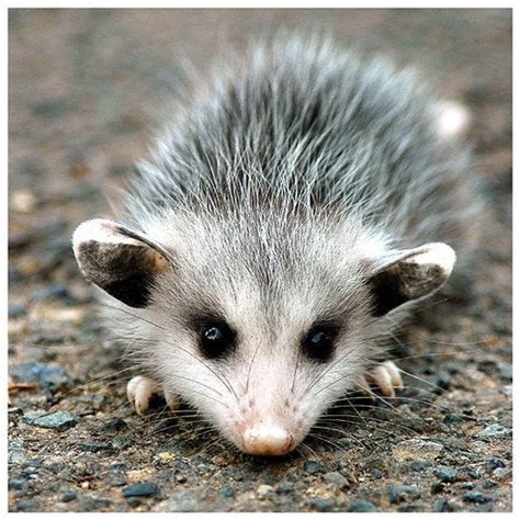 Baby Opossum Aww