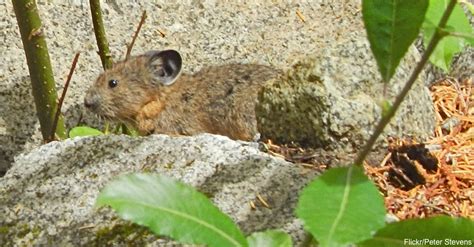 Endangered Ili Pika Photographed For First Time In 20 Years The