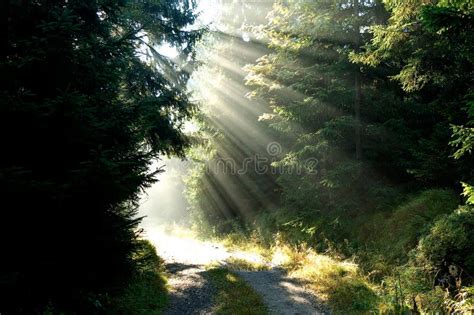 Forest Sunlight Stock Photo Image Of Park Sunshine 18628712