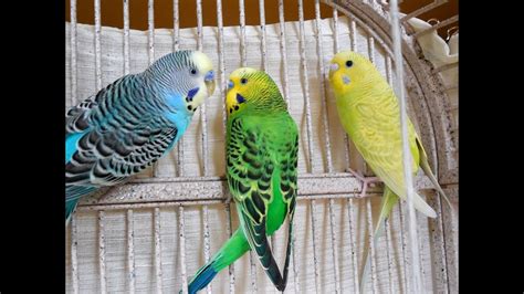 1 Hour Relaxing Videos Parakeets Budgies Chirping