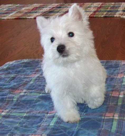 Did you scroll all this way to get facts about westie puppies? West Highland White Terrier Puppies For Sale | Portland ...