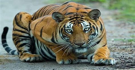 Do Tigers Have Predators Learn About Nature