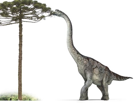 Brachiosaurus Brachiosaurus Facts Dk Find Out