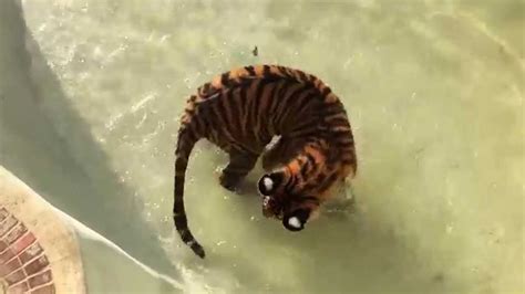 Can A Tiger Catch Its Own Tail Youtube