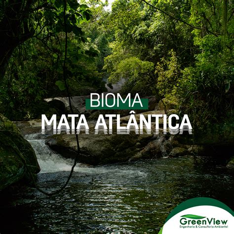 Bioma Mata Atlântica O Que é Greenview Consultoria