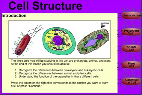 Types Of Cells Jonathans Classroom