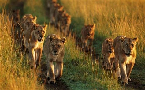 10 Interesting Facts About Lions You Didnt Know