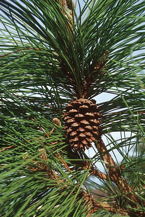 Https Threatenedconifers Rbge Org Uk Images Uploads Pinus Densa