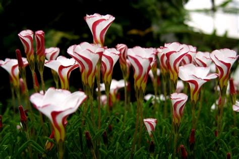 Las 15 Flores Más Exóticas Del Mundo Bioguia