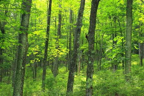 Besplatna Slika Drva Krajolik Stabla Priroda Ljeto Lišće Put