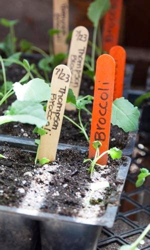 12 Indoor Gardening Tips For The Best Success Bob Vila