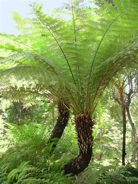 Tree Fern Information Learn About Growing Conditions For Tree Ferns