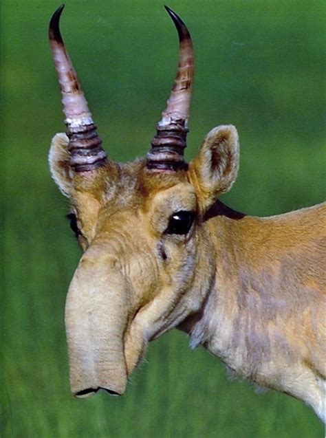 40 Beautiful Pictures Of African Animals With Horns