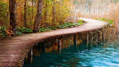 Wood Trail Path Trees Hd Wallpaper Nature And Landscape Wallpaper