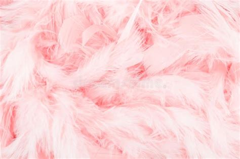 Pink Feather Background Beautiful Light Pink Feathers Background