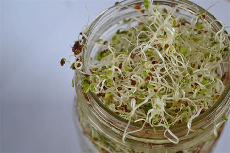 Growing Your Own Sprouts 101 - Northwest Healthy Mama