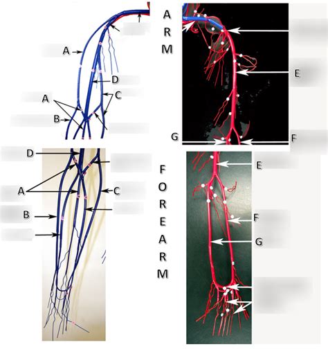 Blood Vessels Of The Upper Limb Arm And Forearm Diagram Quizlet