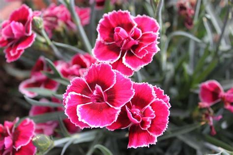 Dianthus How To Grow And Care Dazzling Dianthus Flowers