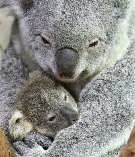 2 Koalas Cutest Paw Cute Koala Bear Koala Bear Baby Animals