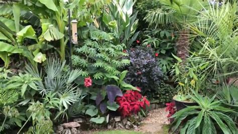 Springys Steve Windswept Exotictropical Garden In Abingdon On
