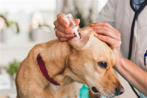 Yeast Infection In Dogs Ears Vancouver Veterinary Dermatologist