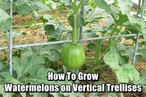 How To Grow Watermelons On Vertical Trellises How To Grow Watermelon