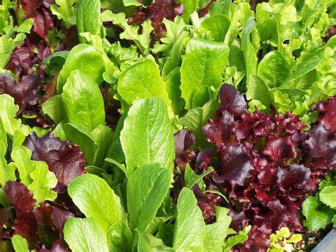Spring Mix Lettuce From Milk House Farm Market Spring Mix Greens